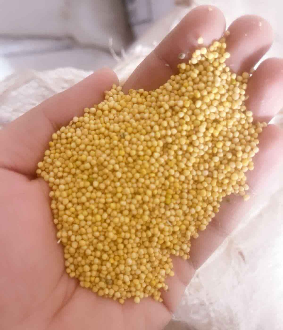 yellow-mustard-seed1